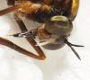 Blepharepium sp.
